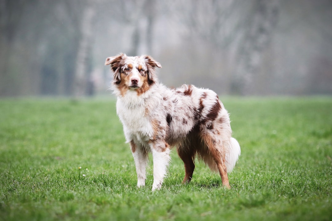 The Adorable Micro Mini Goldendoodle: A Perfect Pet Choice