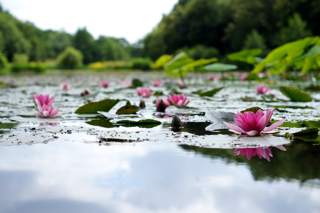 Photo Lotus flower