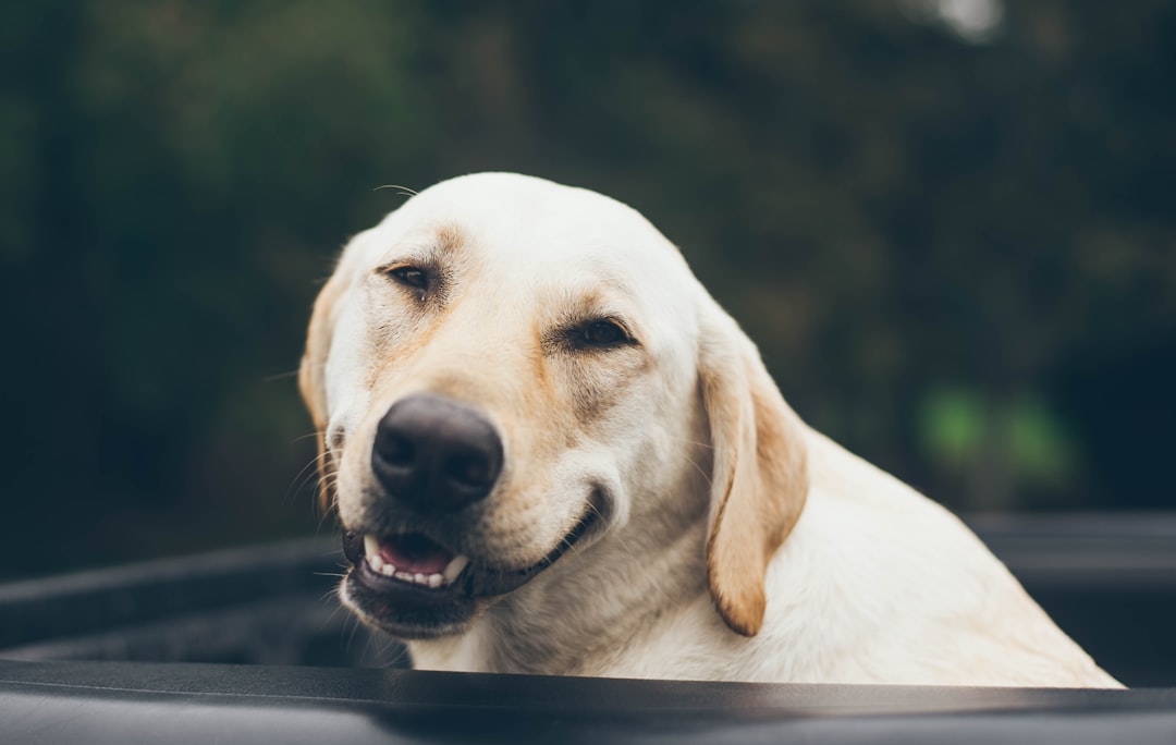 Photo White labrador Dog, Labrador