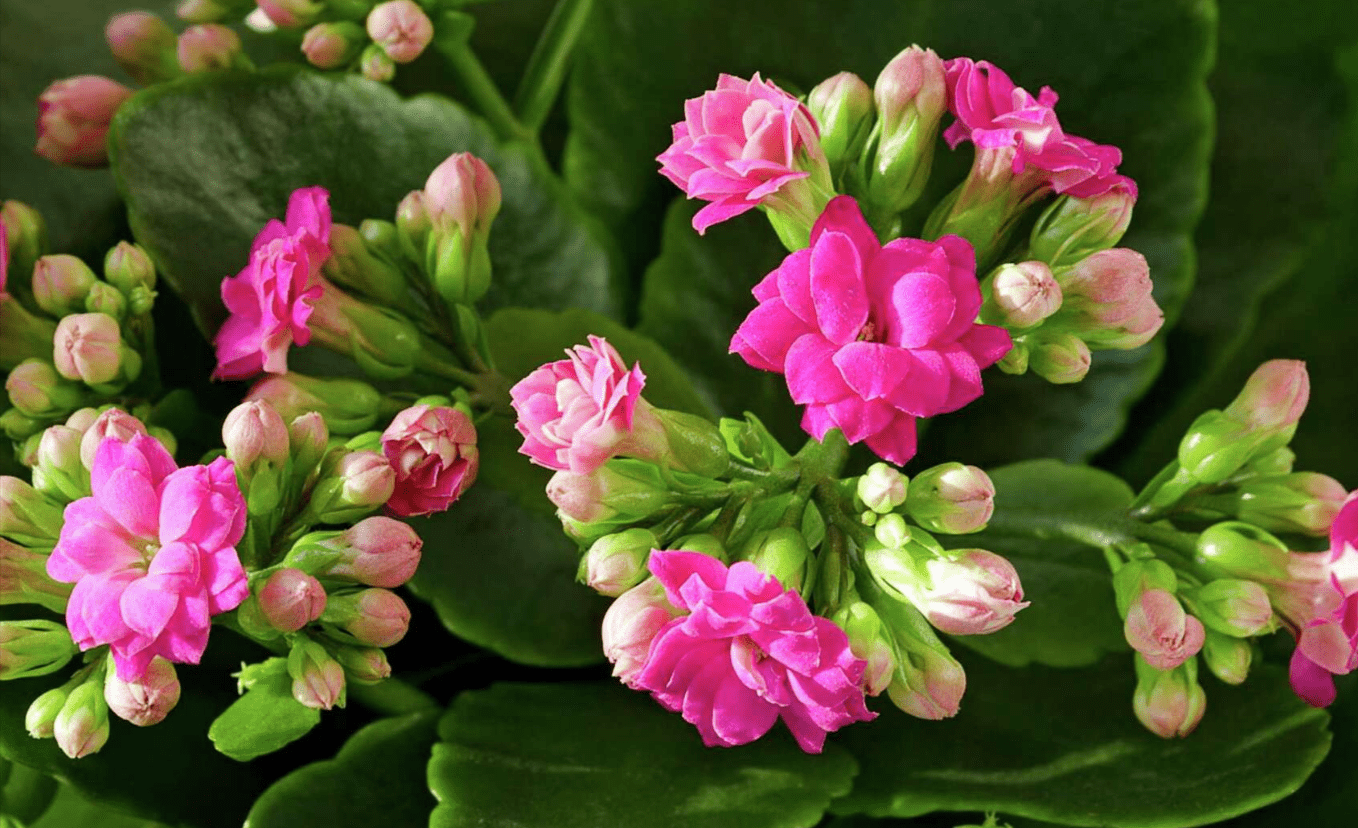 How to Cultivate and Maintain Beautiful Kalanchoe Plants